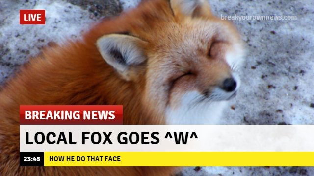 Breaking News: Local fox goes ^W^ How he do that face?